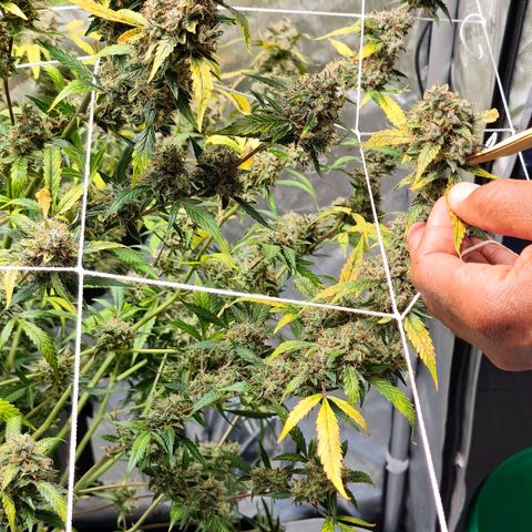 Deep Water Culture  growlog photo: Harvest Day