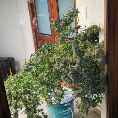 Deep Water Culture  growlog photo: Harvest Day