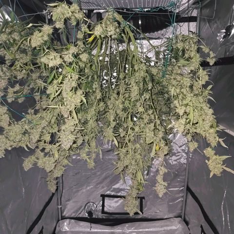 Deep Water Culture  growlog photo: Harvest Day