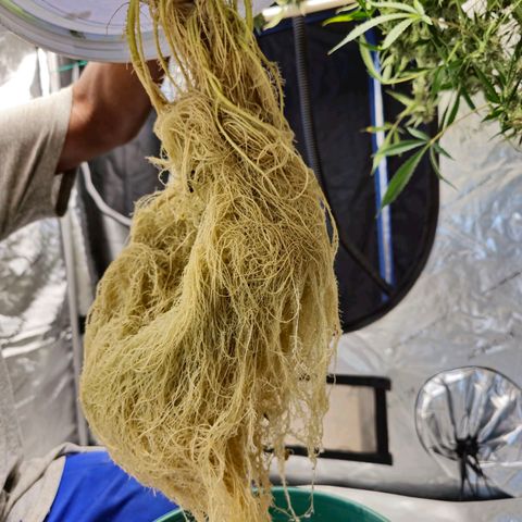 Deep Water Culture  growlog photo: Harvest Day