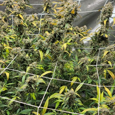 Deep Water Culture  growlog photo: Harvest Day