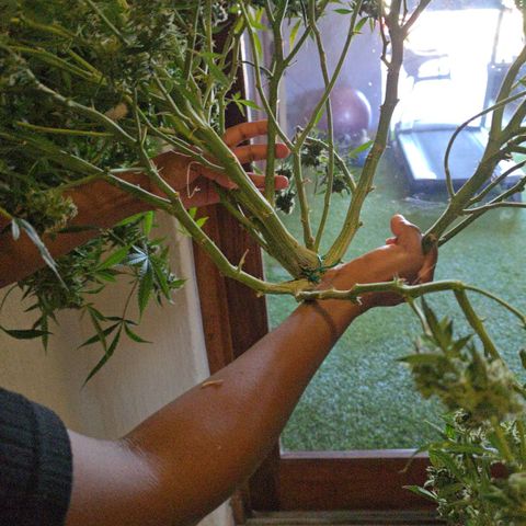 Deep Water Culture  growlog photo: Harvest Day