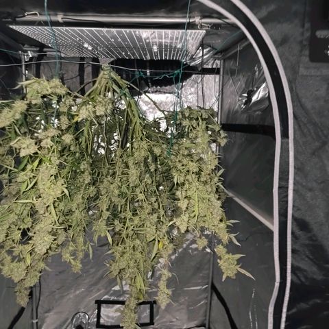 Deep Water Culture  growlog photo: Harvest Day