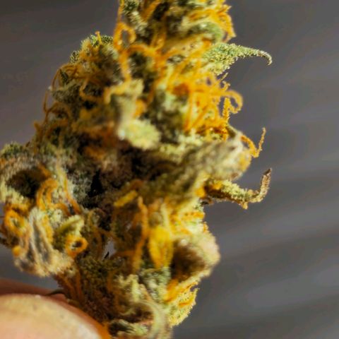 Sweet Cheese Auto growlog timeline photo