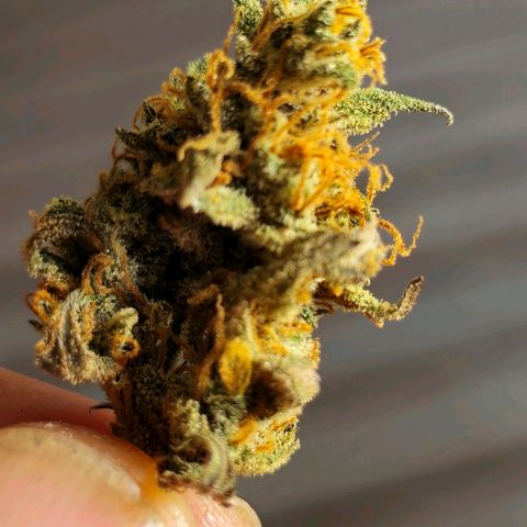 Sweet Cheese Auto growlog timeline photo