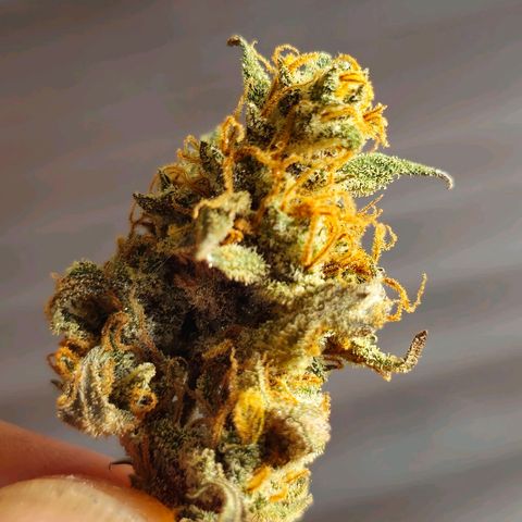 Sweet Cheese Auto growlog timeline photo