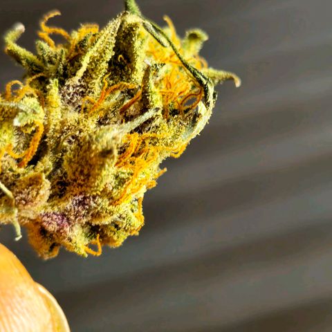 Sweet Cheese Auto growlog timeline photo