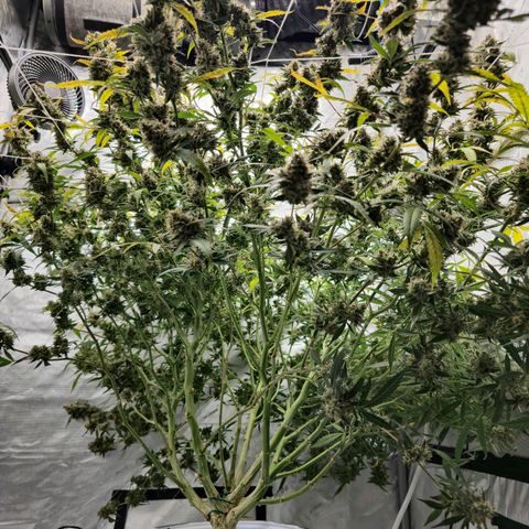 Deep Water Culture  growlog timeline photo