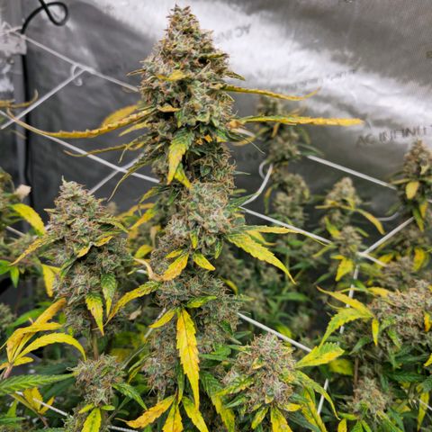 Deep Water Culture  growlog timeline photo