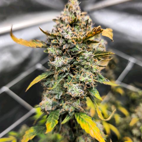Deep Water Culture  growlog timeline photo