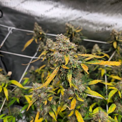 Deep Water Culture  growlog timeline photo