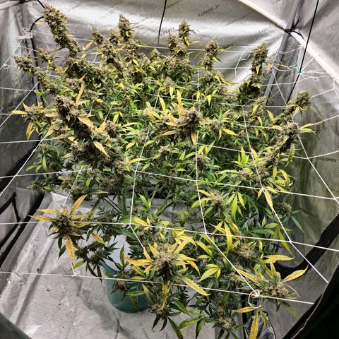 Deep Water Culture  growlog timeline photo