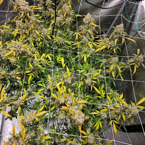 Deep Water Culture  growlog timeline photo
