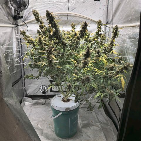 Deep Water Culture  growlog timeline photo