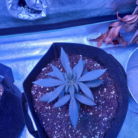 Gorilla Glue #4 #2 growlog timeline photo