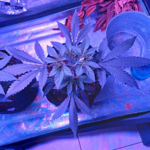 Gorilla Glue #4 #2 growlog timeline photo
