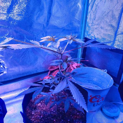 Gorilla Glue #4 #2 growlog timeline photo