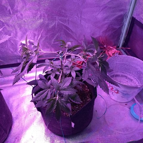 Gorilla Glue #4 #2 growlog timeline photo