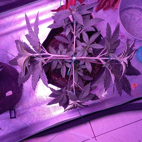 Gorilla Glue #4 #2 growlog timeline photo