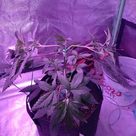 Gorilla Glue #4 #2 growlog timeline photo