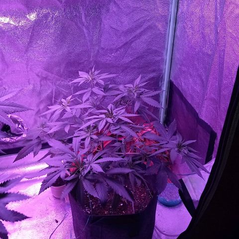 Gorilla Glue #4 #2 growlog timeline photo
