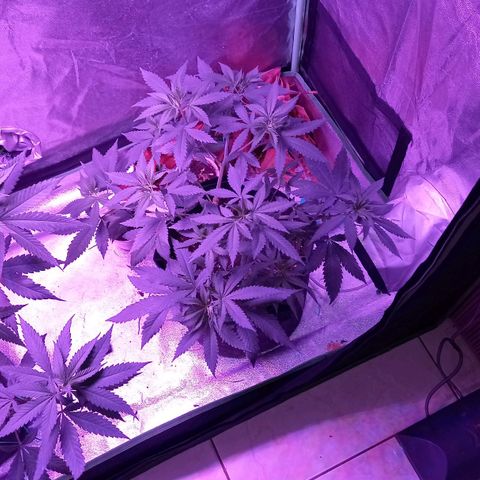 Gorilla Glue #4 #2 growlog timeline photo
