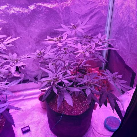 Gorilla Glue #4 #2 growlog timeline photo