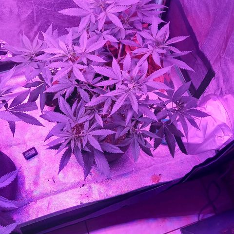 Gorilla Glue #4 #2 growlog timeline photo