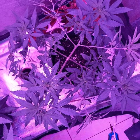 Gorilla Glue #4 #2 growlog photo: Further training of branches