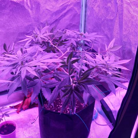 Gorilla Glue #4 #2 growlog photo: Further training of branches