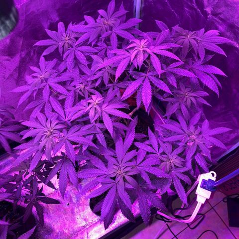 Gorilla Glue #4 #2 growlog timeline photo