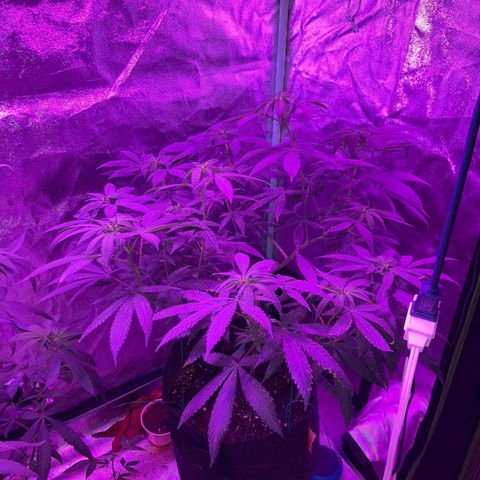 Gorilla Glue #4 #2 growlog timeline photo