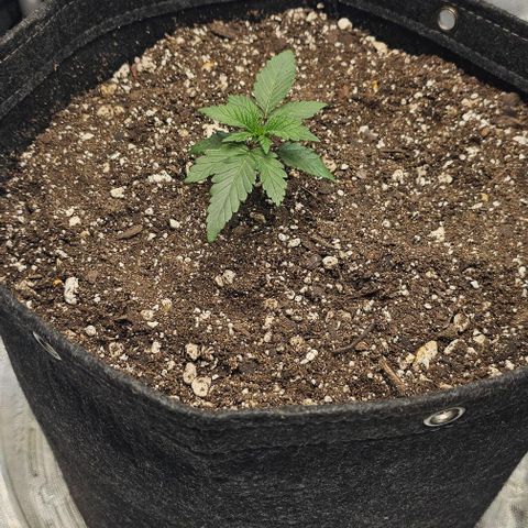 Fruit Spirit  growlog timeline photo