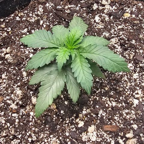 Fruit Spirit  growlog timeline photo