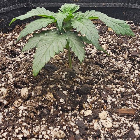 Fruit Spirit  growlog timeline photo