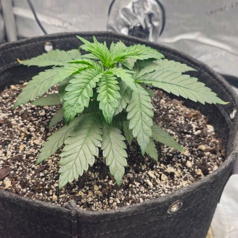 Fruit Spirit  growlog timeline photo