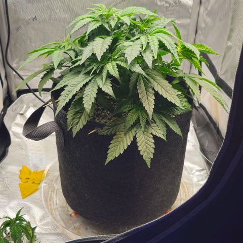 Fruit Spirit  growlog timeline photo
