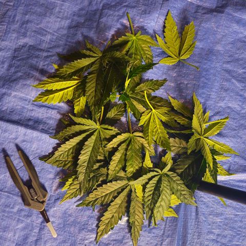 Fruit Spirit  growlog timeline photo