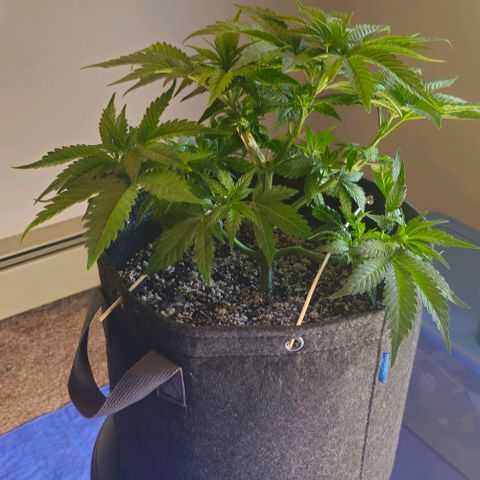Fruit Spirit  growlog timeline photo