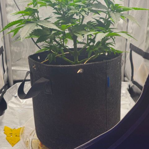 Fruit Spirit  growlog timeline photo