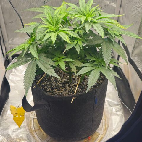 Fruit Spirit  growlog timeline photo