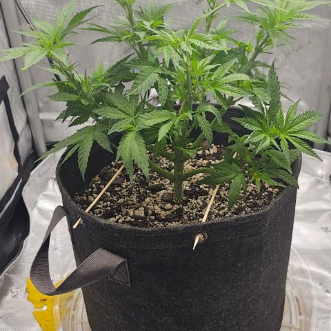 Fruit Spirit  growlog timeline photo