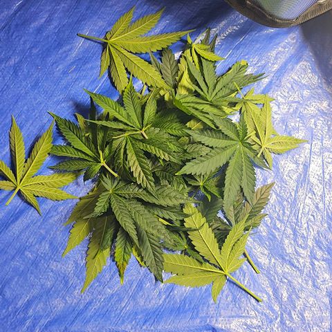 Fruit Spirit  growlog timeline photo