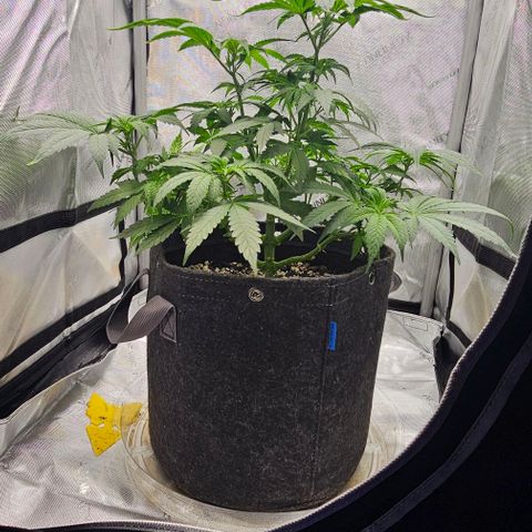 Fruit Spirit  growlog timeline photo