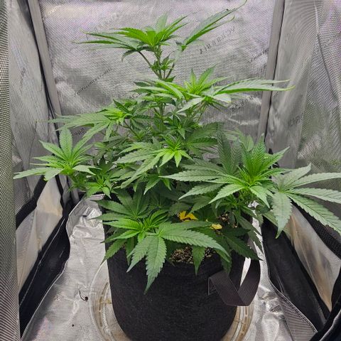 Fruit Spirit  growlog timeline photo