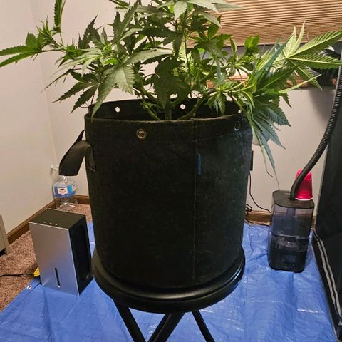 Fruit Spirit  growlog timeline photo