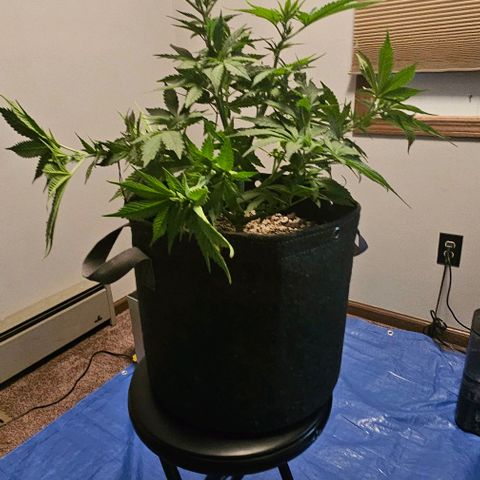 Fruit Spirit  growlog timeline photo