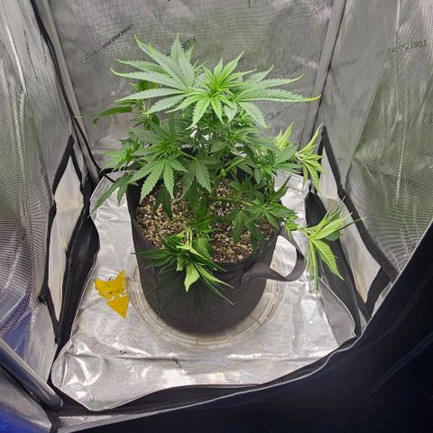 Fruit Spirit  growlog timeline photo