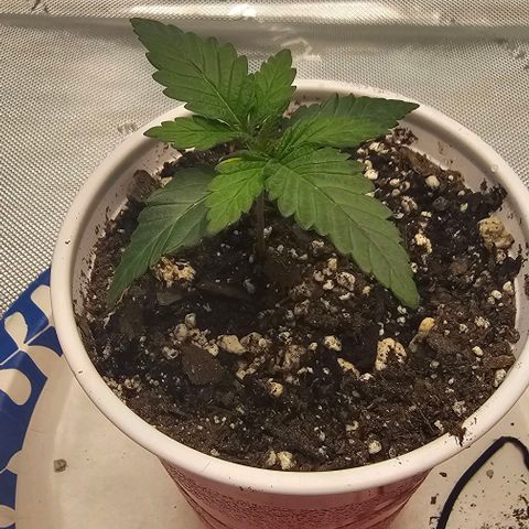 Fruit Spirit  growlog timeline photo