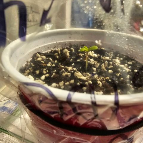 Fruit Spirit  growlog timeline photo